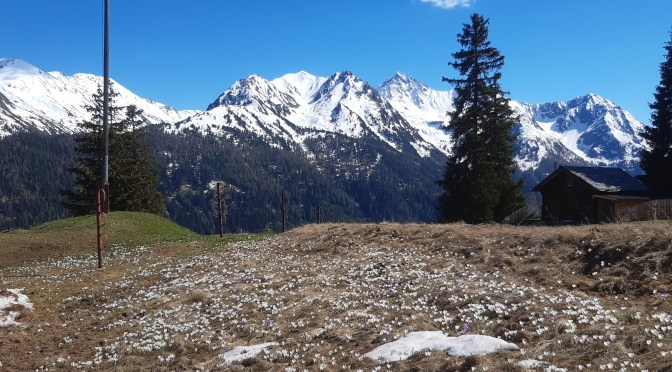 Frühling  auf  Dias